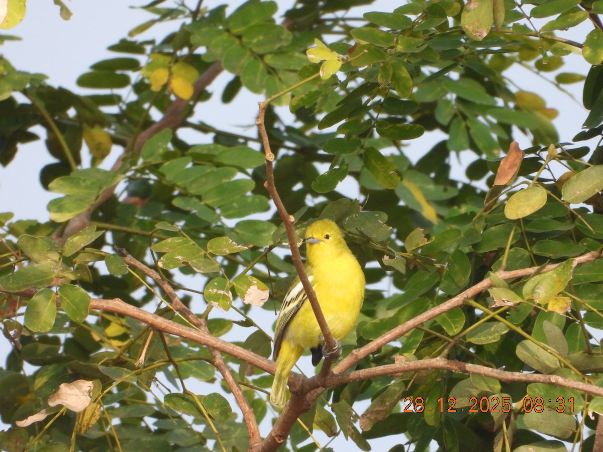 Common Iora - ML647678189