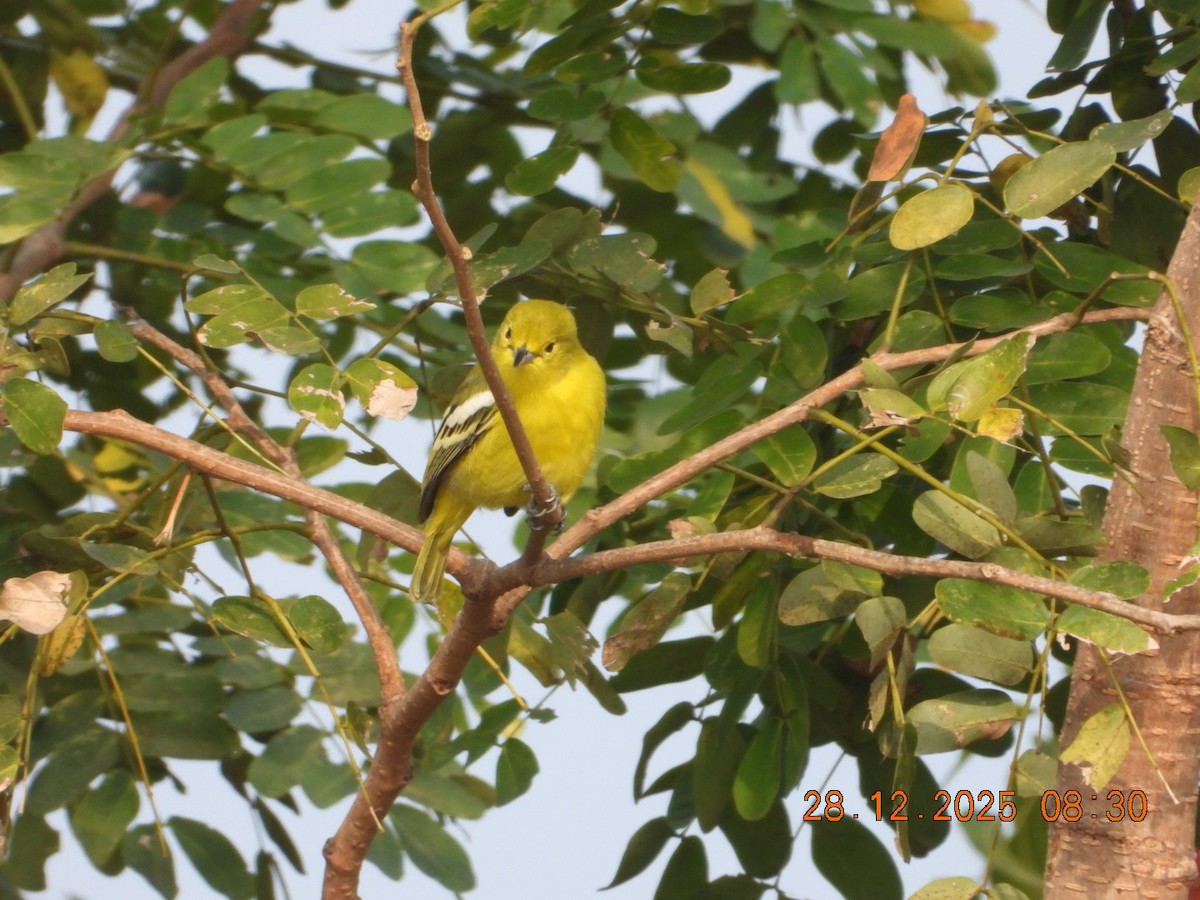 Common Iora - ML647678190