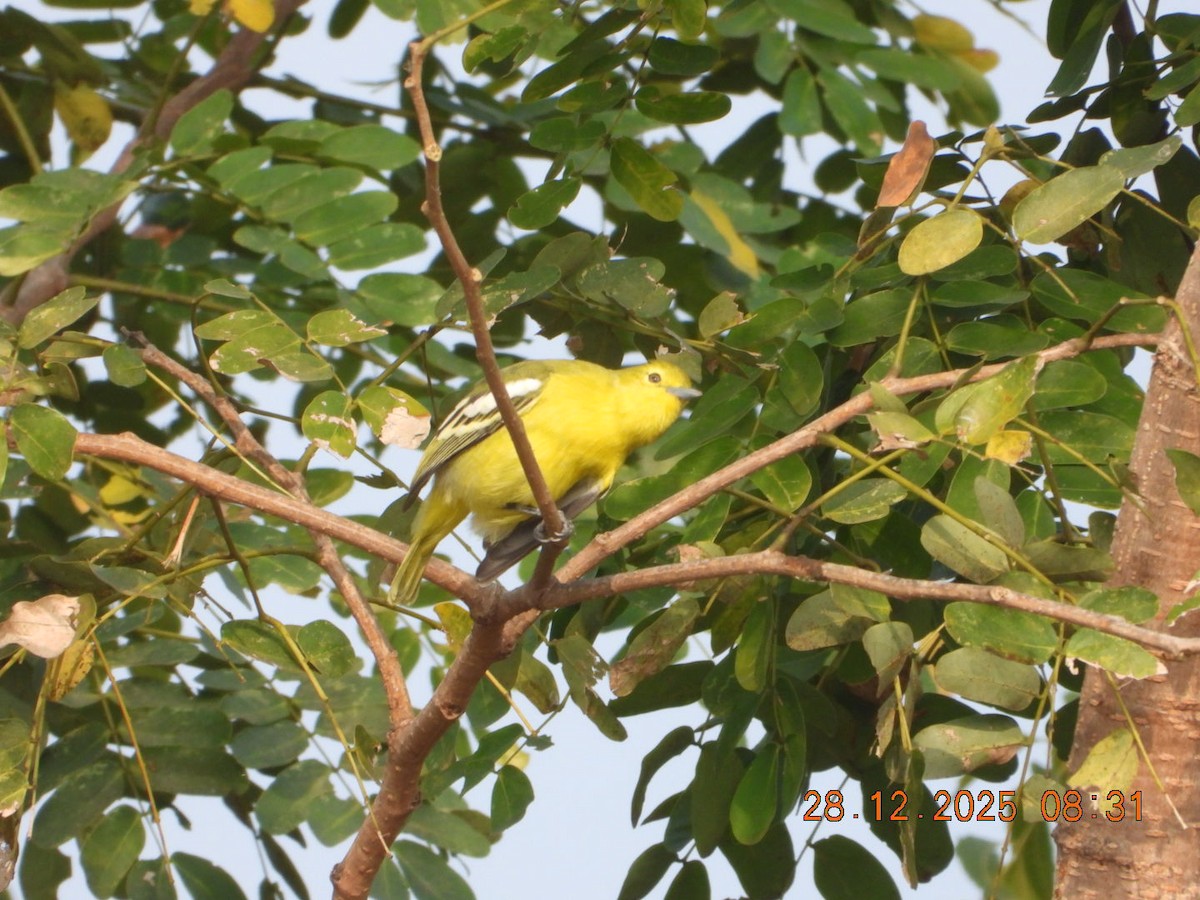 Common Iora - ML647678192