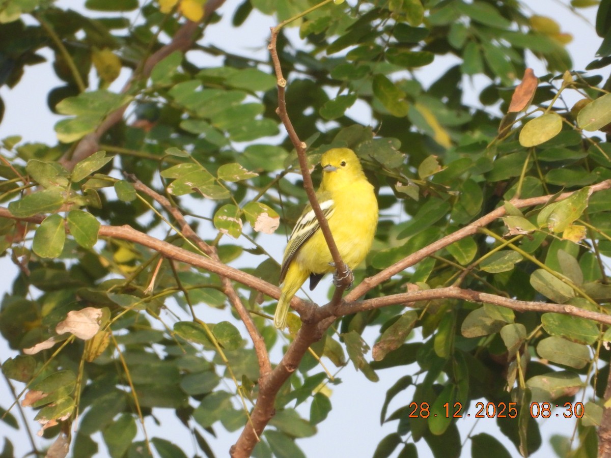 Common Iora - ML647678193