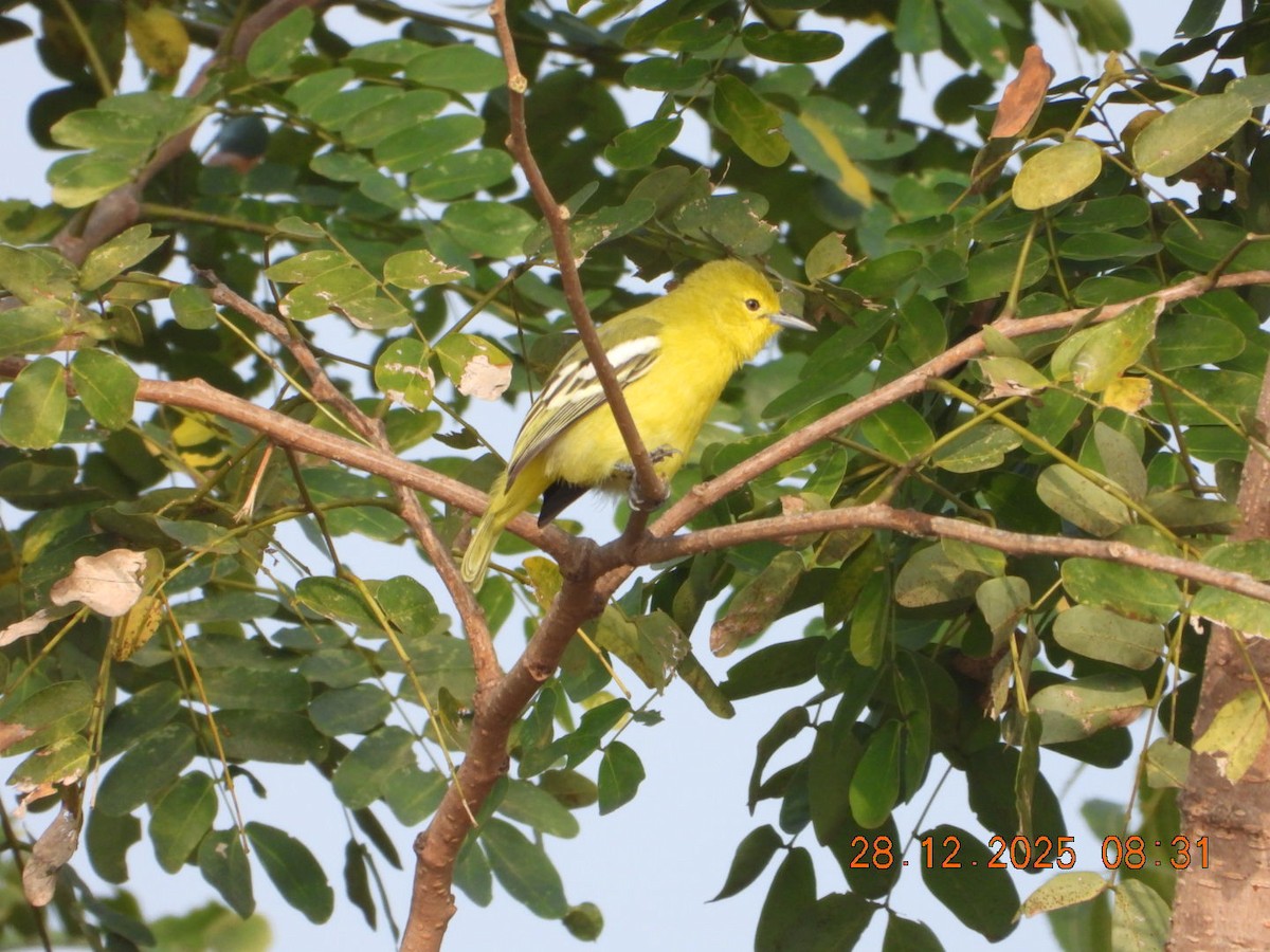 Common Iora - ML647678194