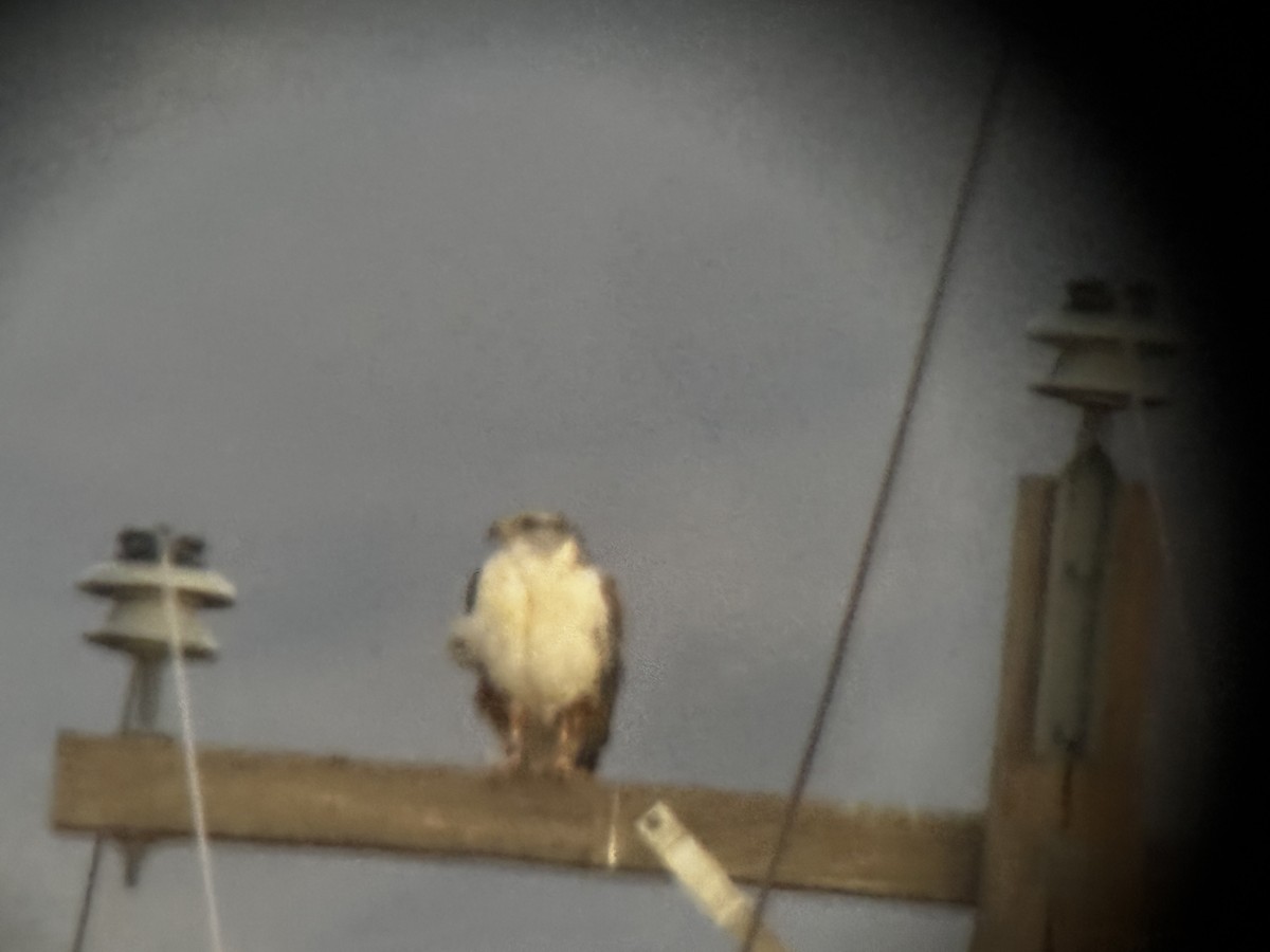 Ferruginous Hawk - ML647678195