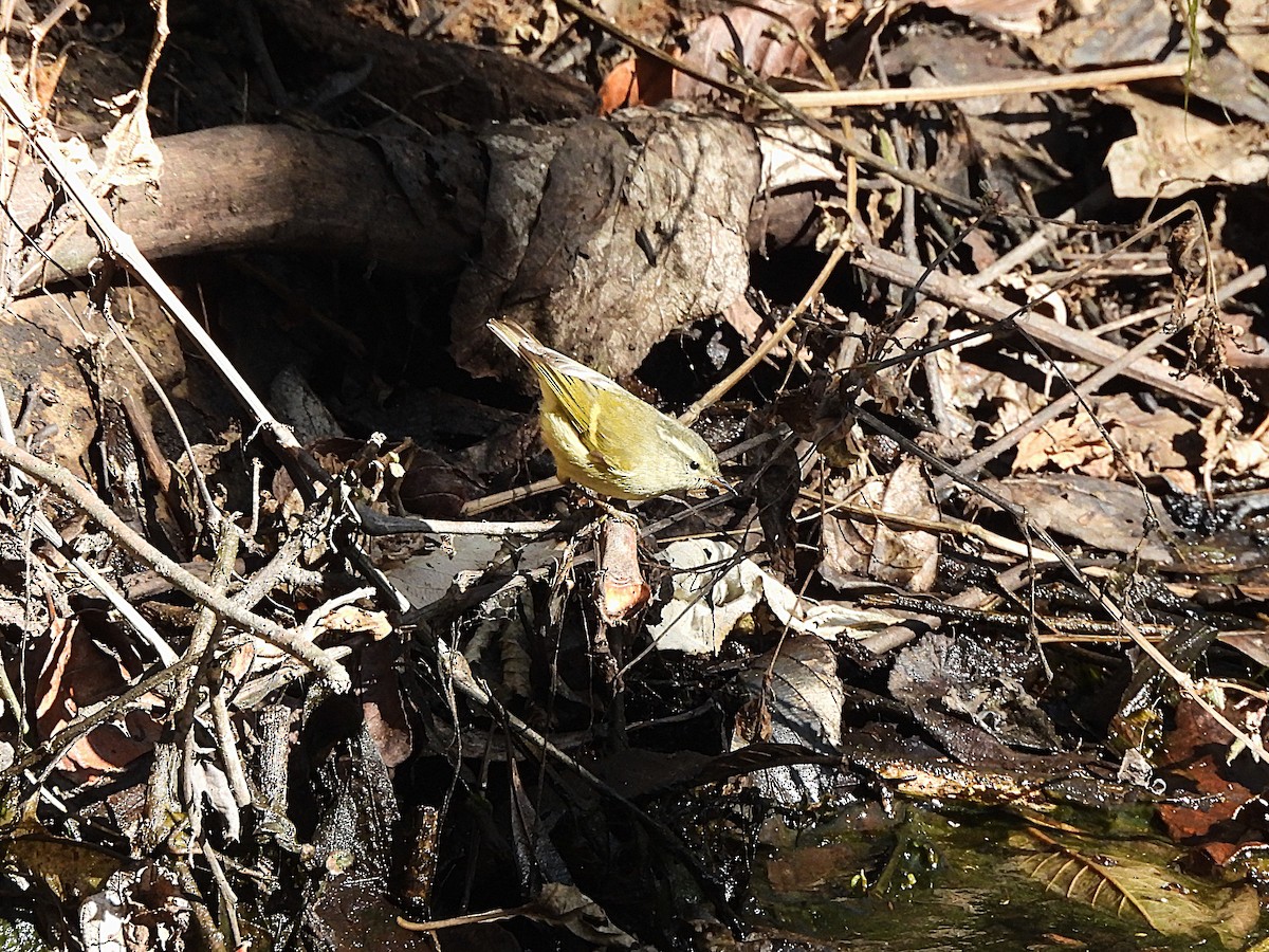 Buff-barred Warbler - ML647678196