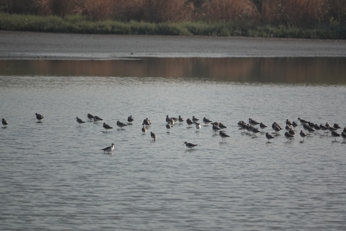 Marsh Sandpiper - ML647678197