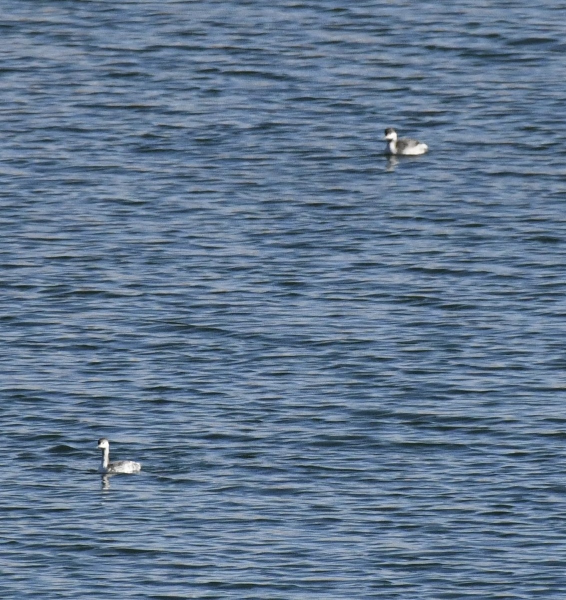 Horned Grebe - ML647678198
