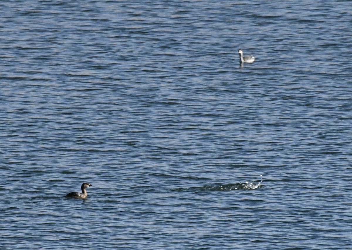 Horned Grebe - ML647678199
