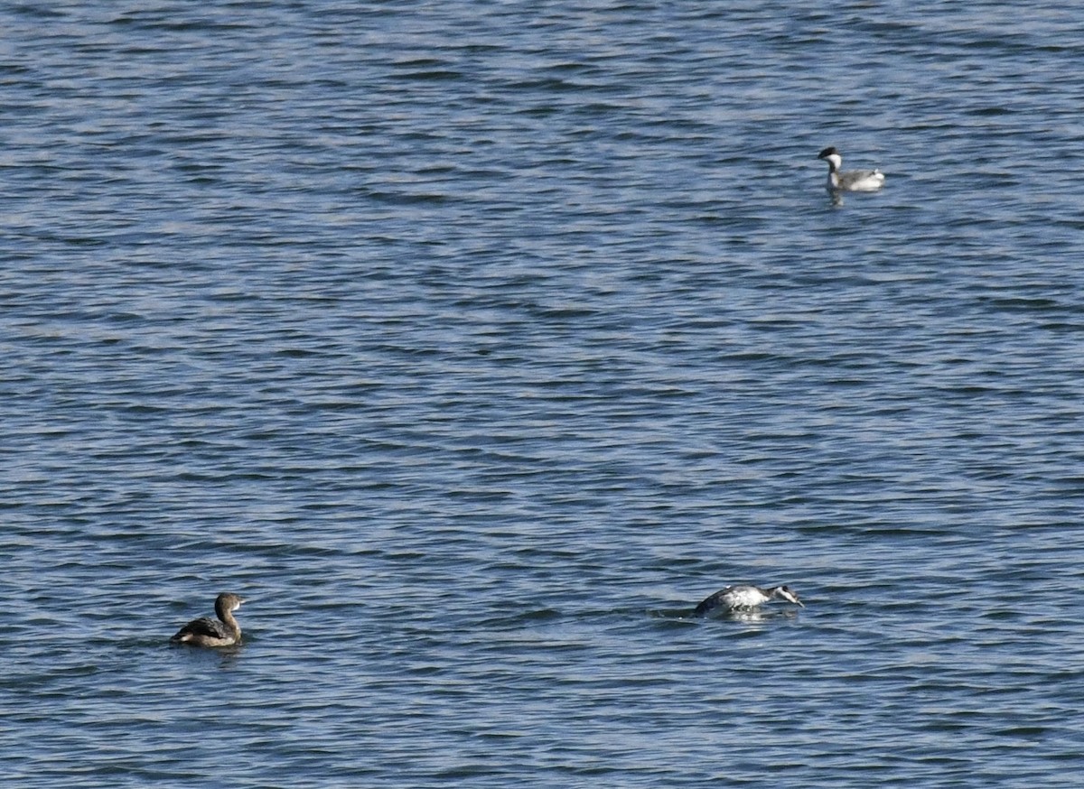 Horned Grebe - ML647678201