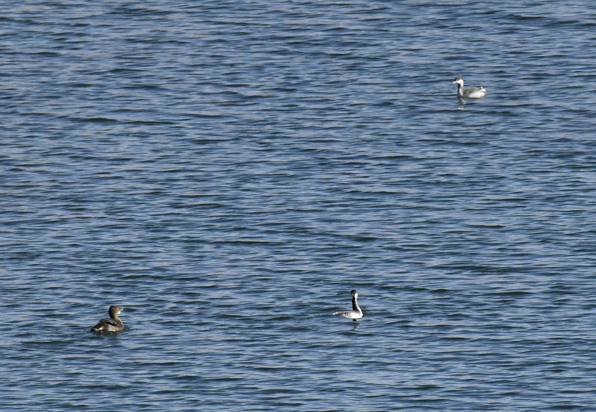Horned Grebe - ML647678202