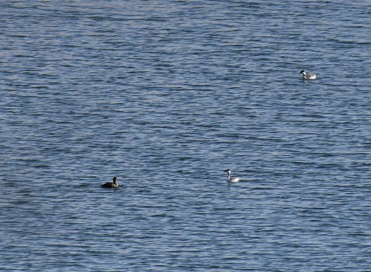 Horned Grebe - ML647678203