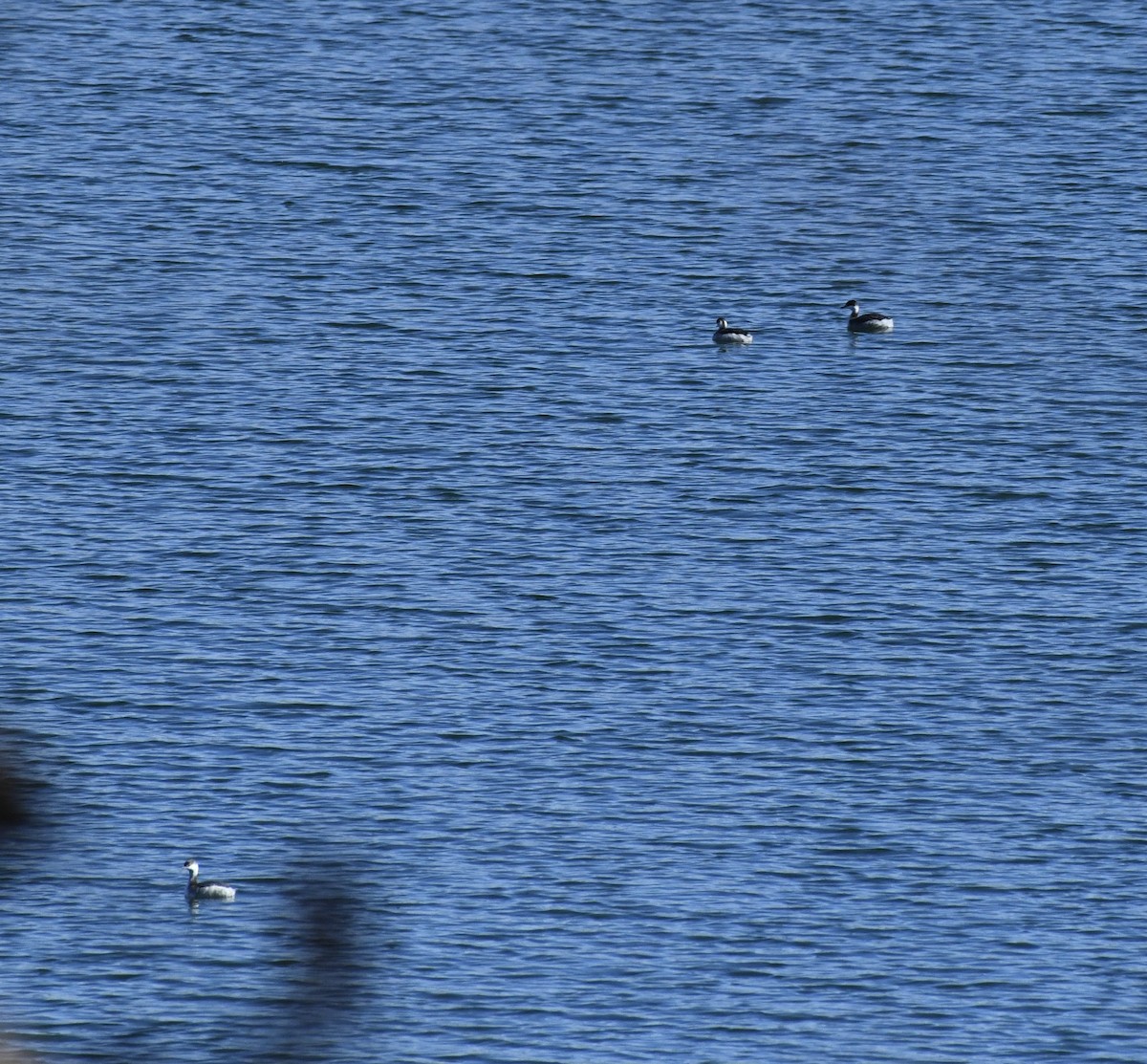 Horned Grebe - ML647678204