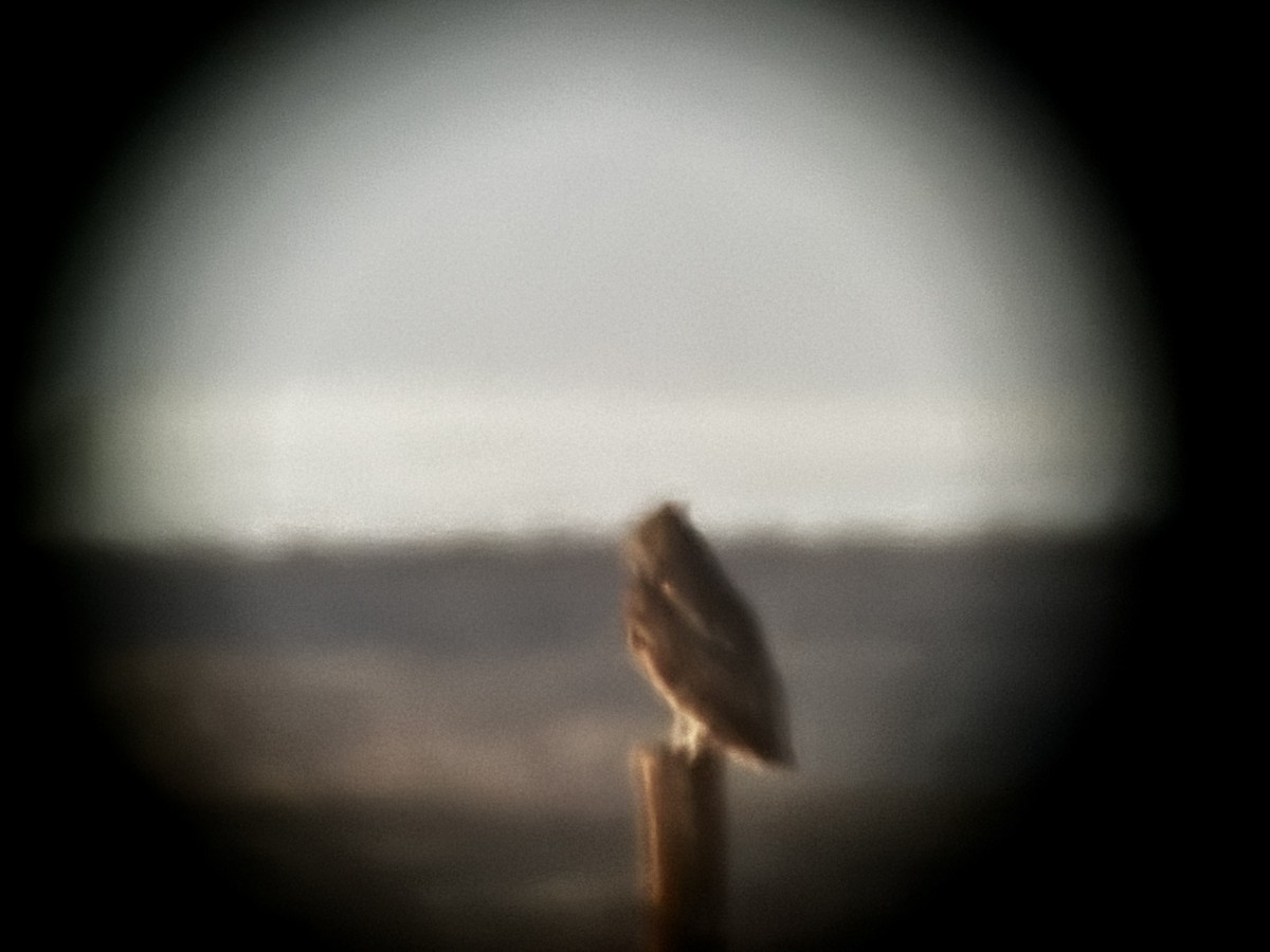 Great Horned Owl - ML647678205