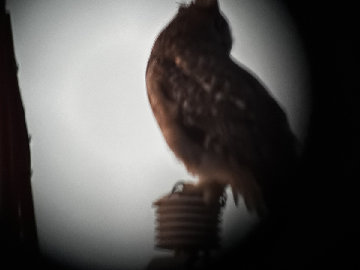 Great Horned Owl - ML647678206