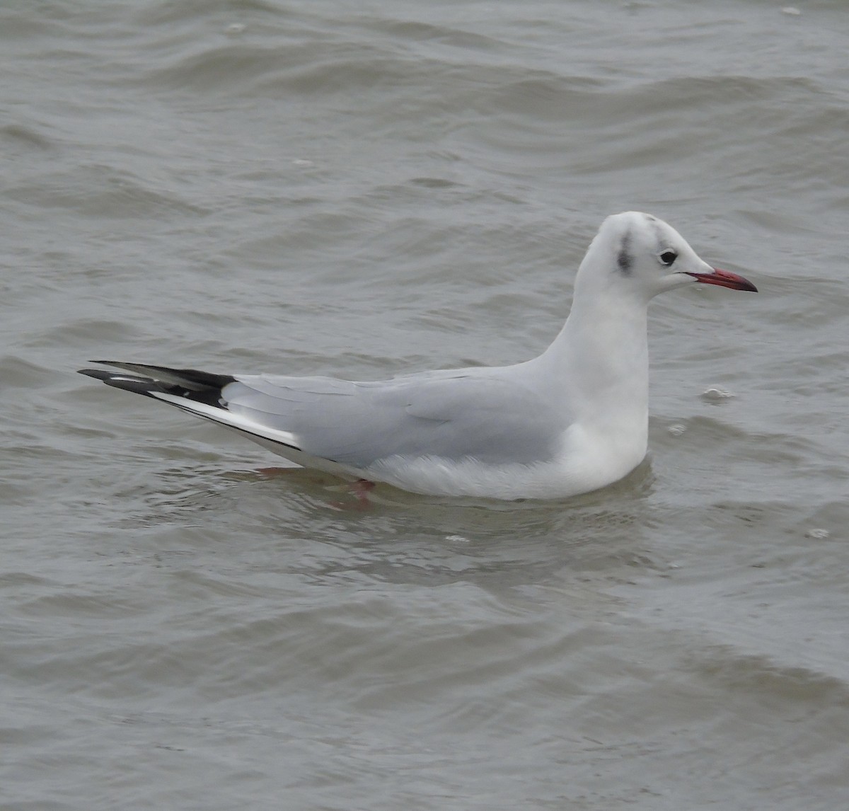 Black-headed Gull - ML647678208