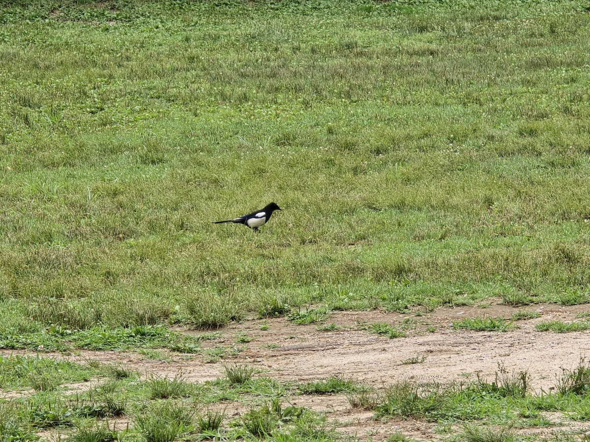 Oriental Magpie - ML647678209