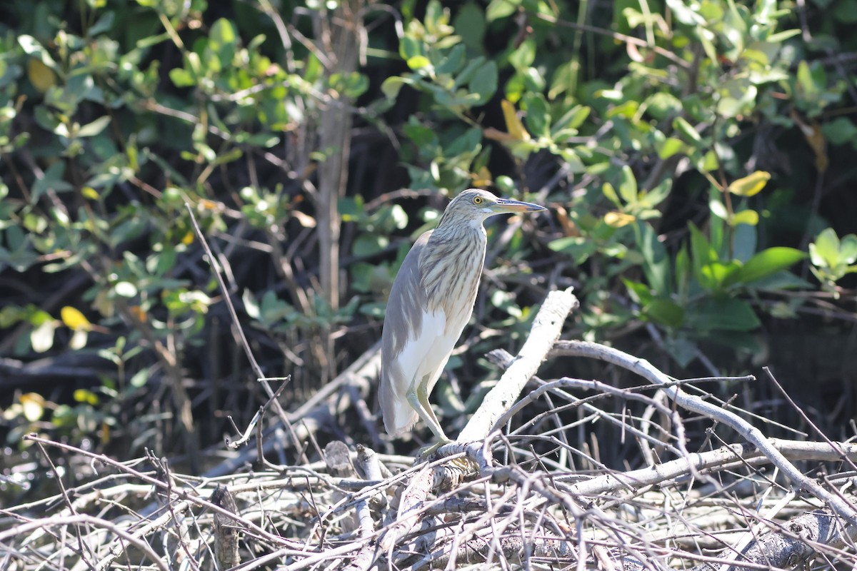 pond-heron sp. - ML647678210