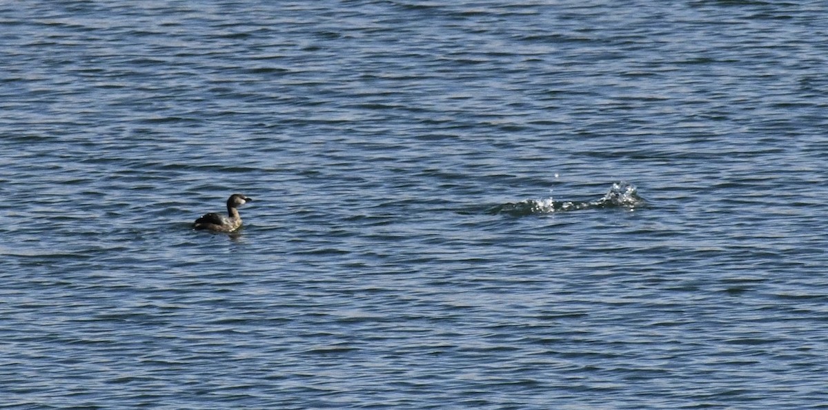 Pied-billed Grebe - ML647678213