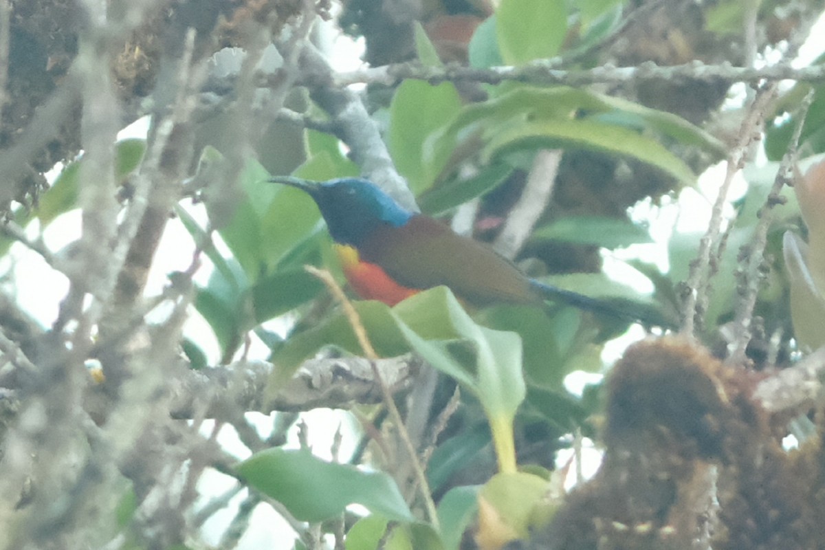 Green-tailed Sunbird - ML647678218