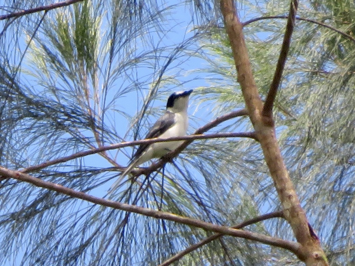 Ashy Minivet - ML647678219