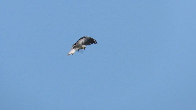 luněc šedý - ML647678242