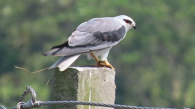 luněc šedý - ML647678246