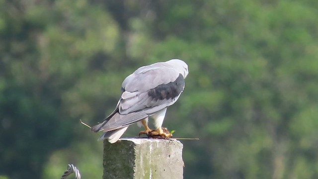 luněc šedý - ML647678249