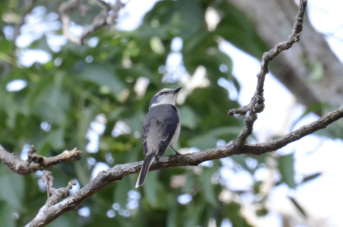 小灰山椒鳥 - ML647678250