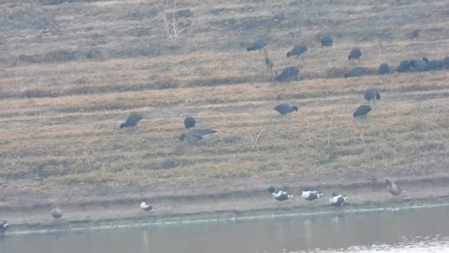 dverggås - ML647678269