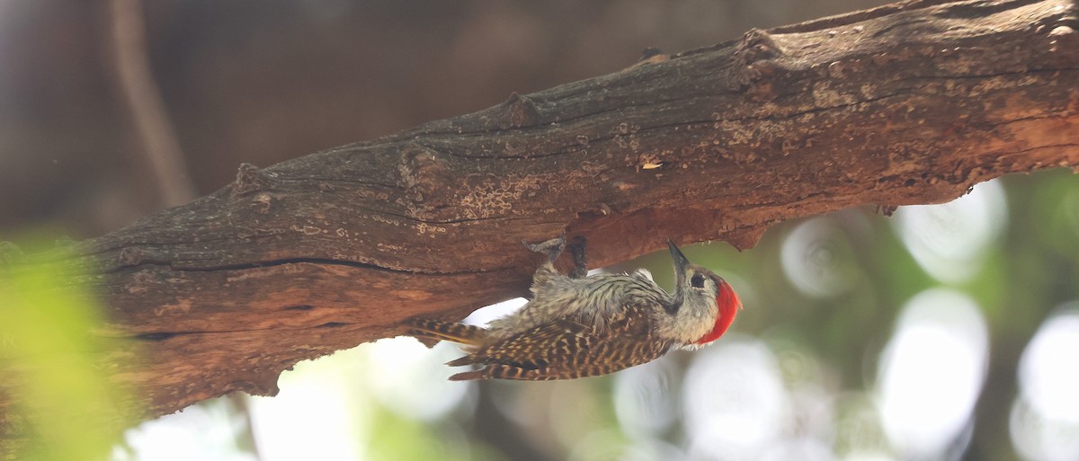 Cardinal Woodpecker - ML647678289