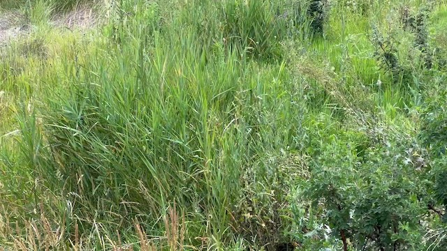 Levaillant's Cisticola - ML647678312