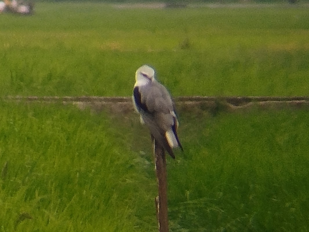 svartvingeglente - ML647678347