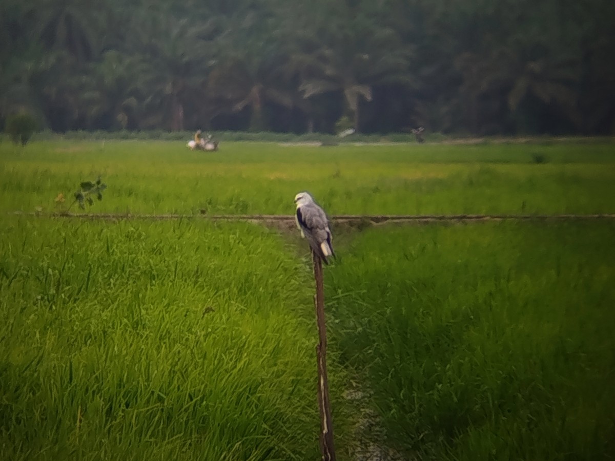 svartvingeglente - ML647678348