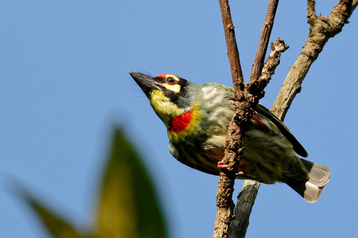 smedskjeggfugl - ML647678349