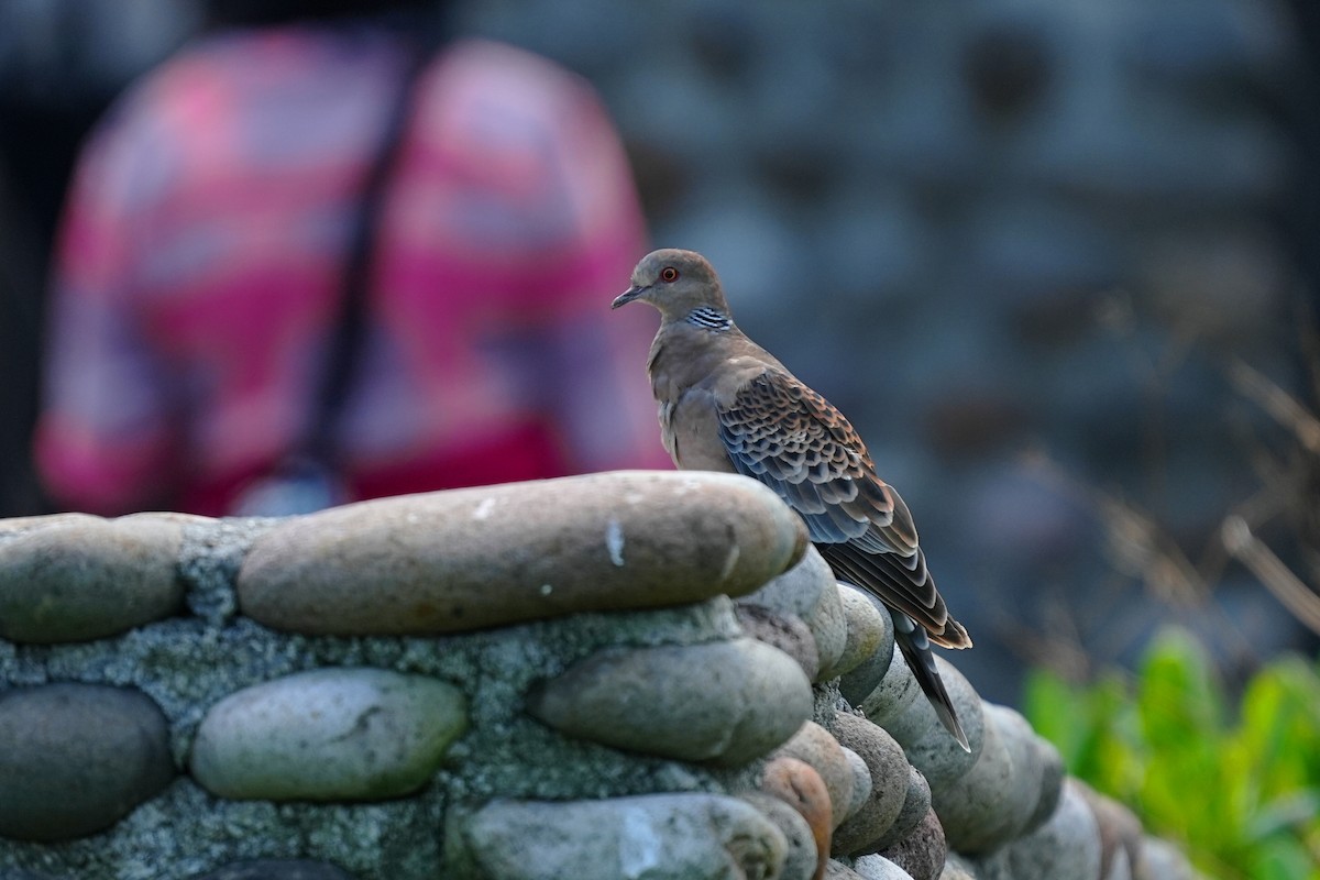 mongolturteldue - ML647678350