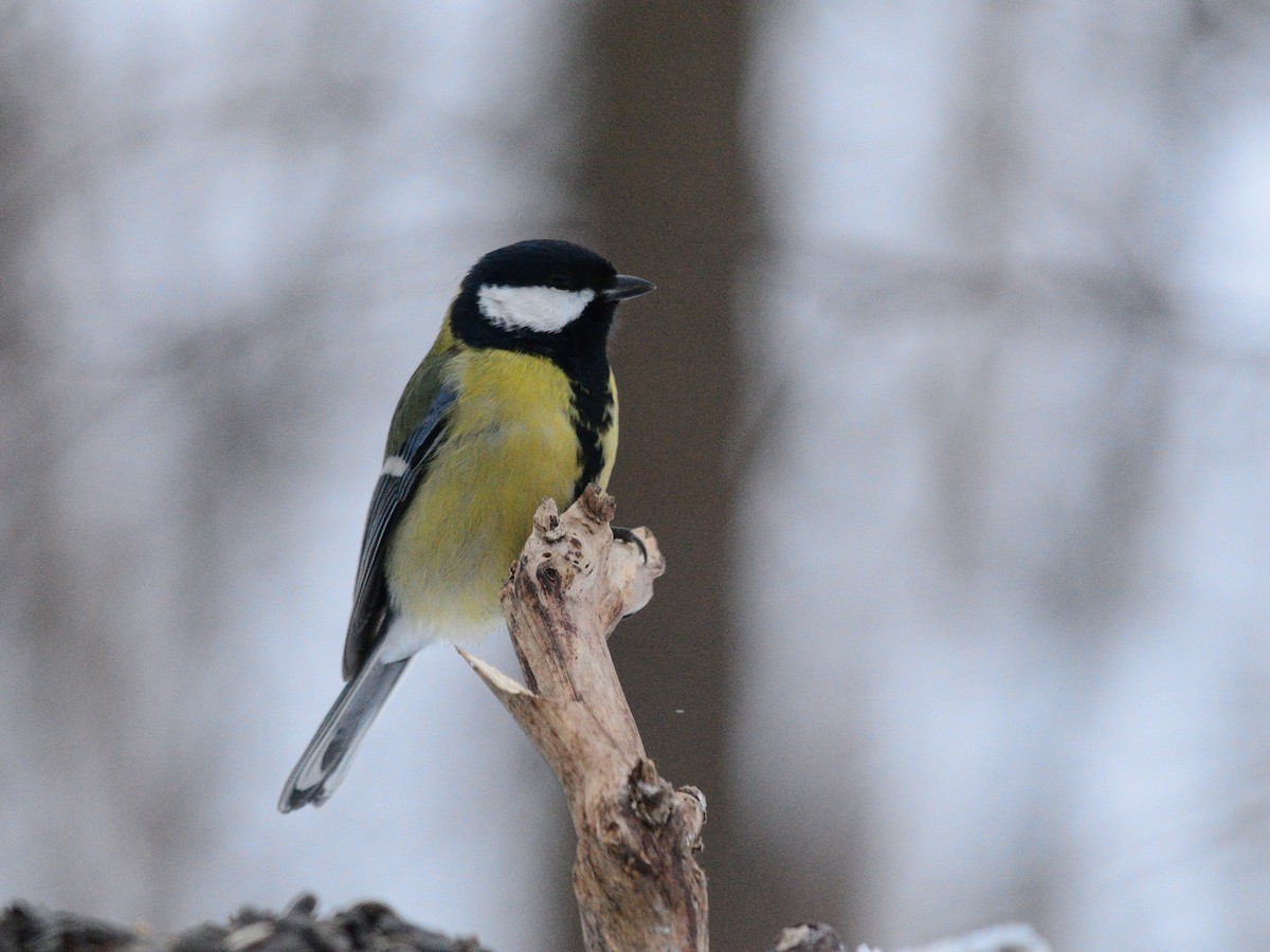 kjøttmeis (major gr.) - ML647678351