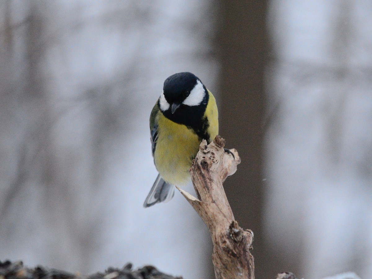 kjøttmeis (major gr.) - ML647678352