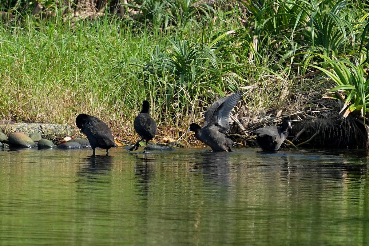 sothøne - ML647678354