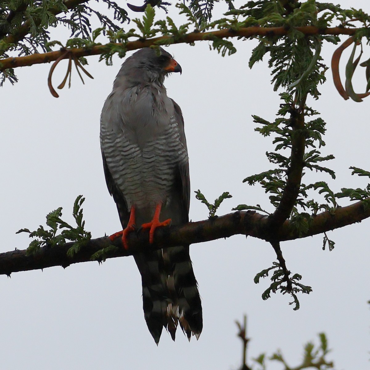 mørksanghauk - ML647678360