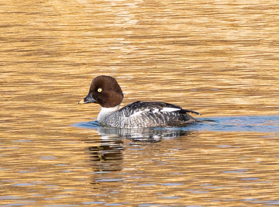 kvinand - ML647678362