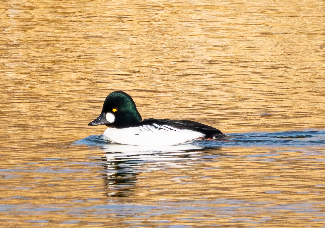 kvinand - ML647678363