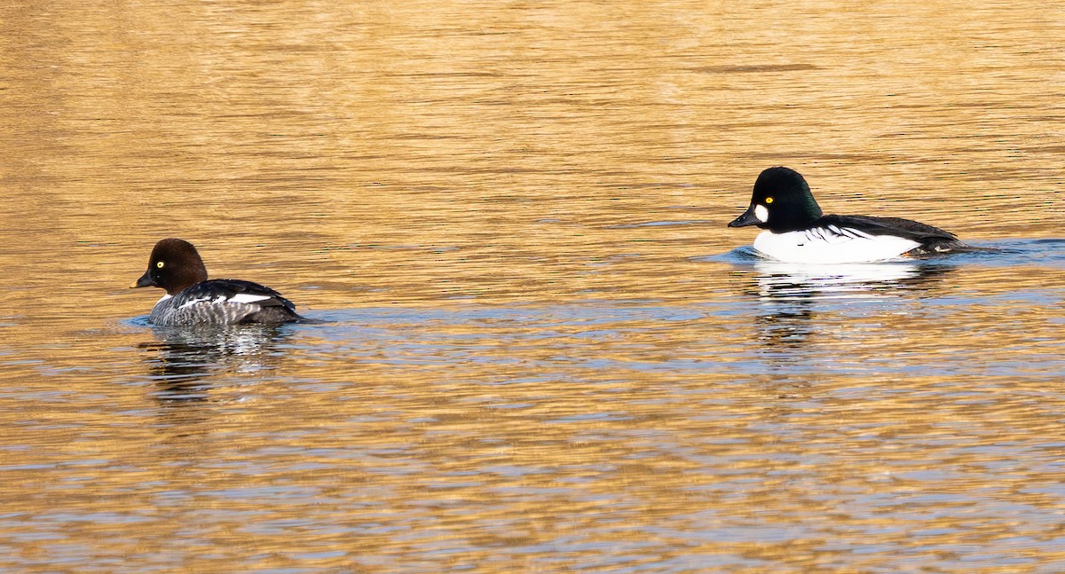 kvinand - ML647678364