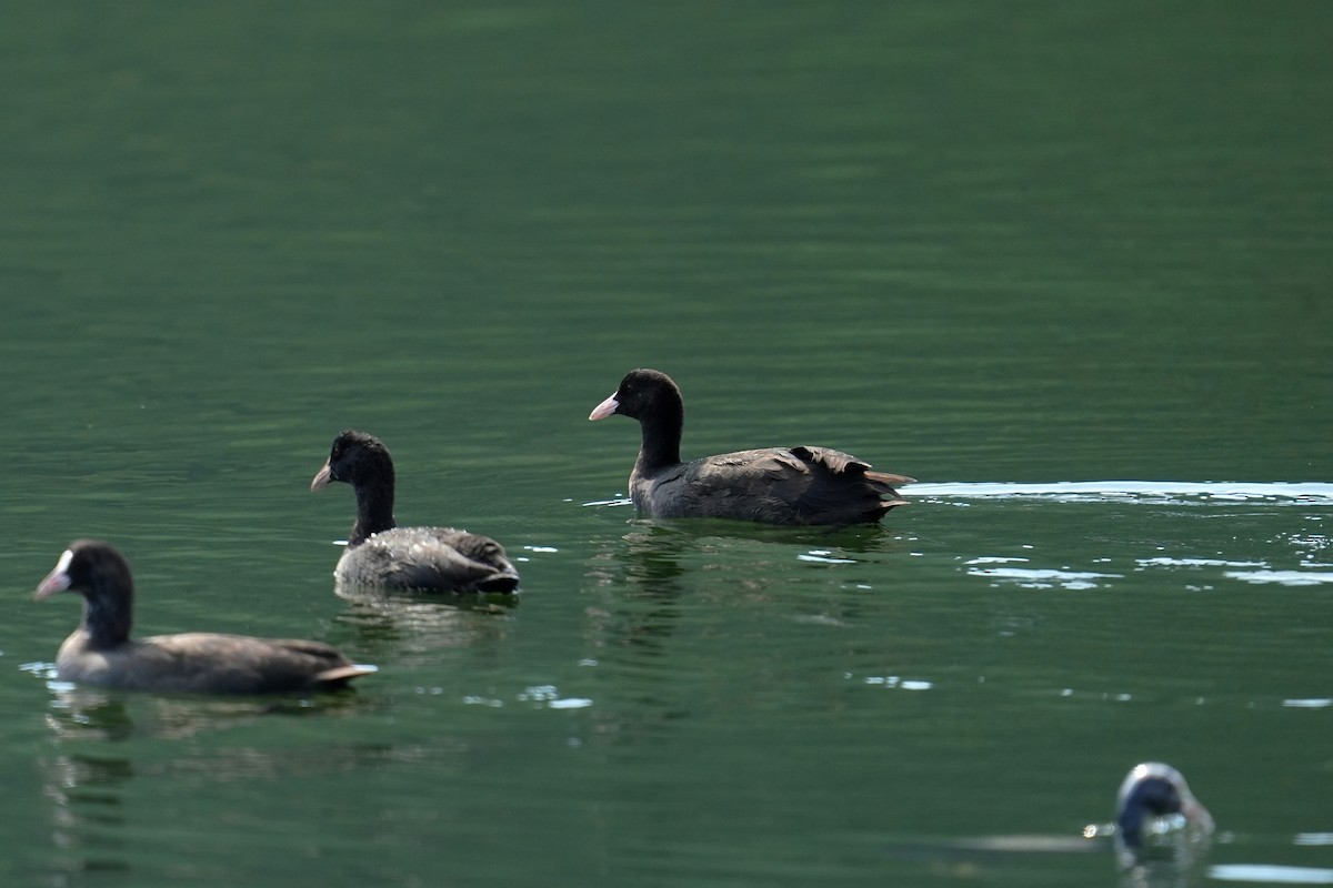 sothøne - ML647678365