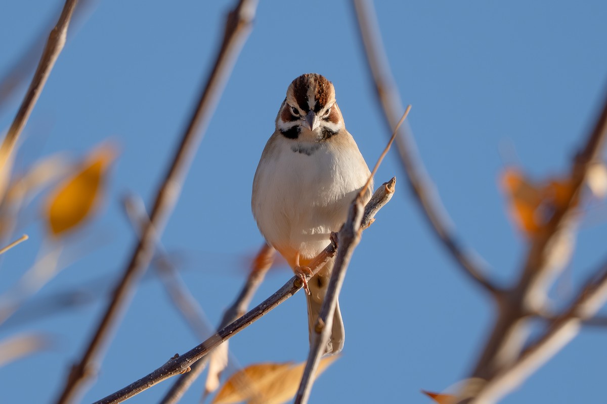 lerkespurv - ML647678366