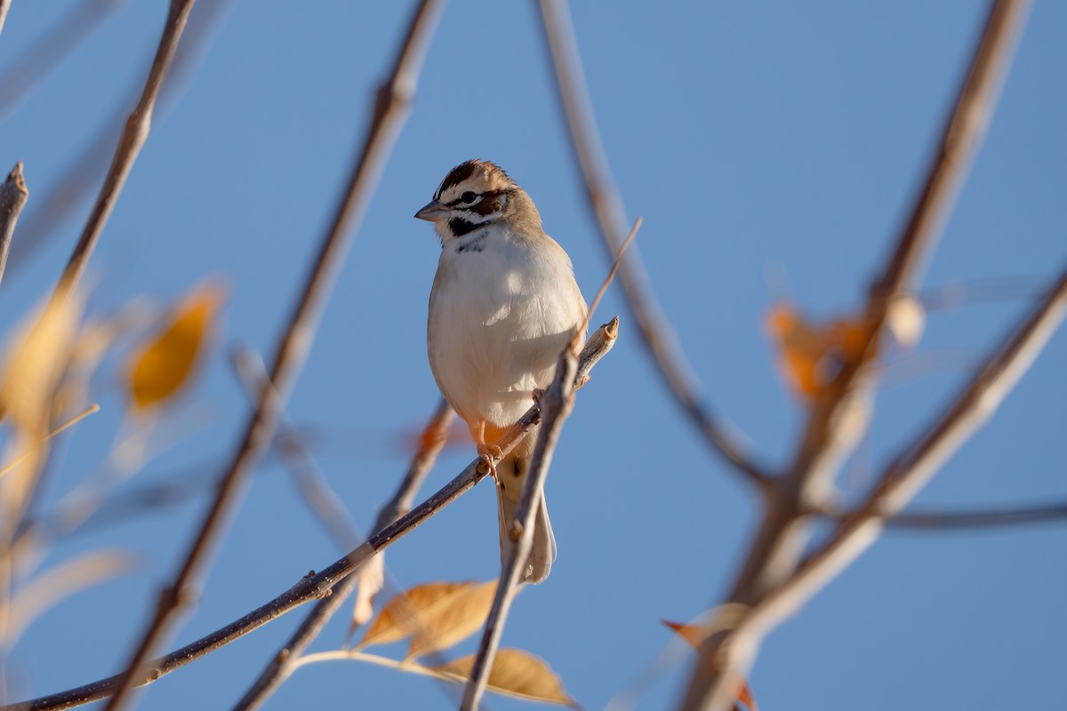 lerkespurv - ML647678367