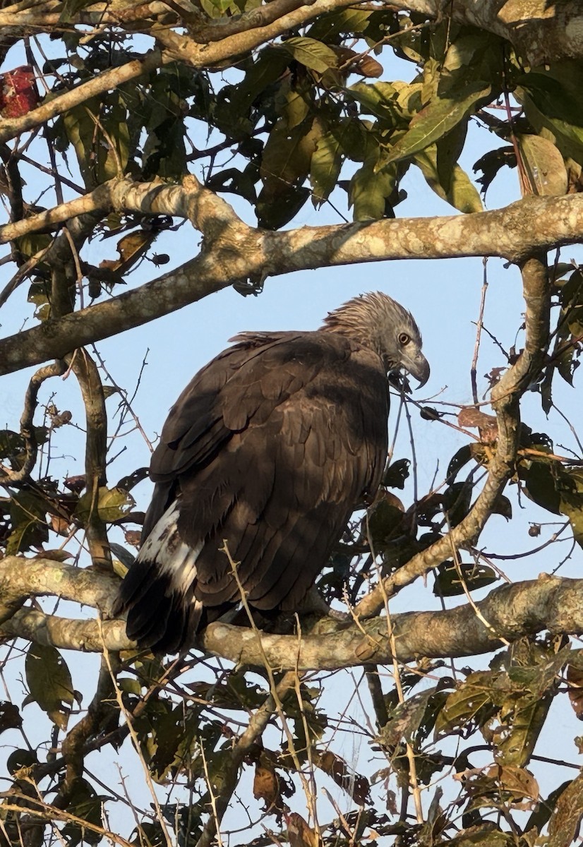 båndelveørn - ML647678368