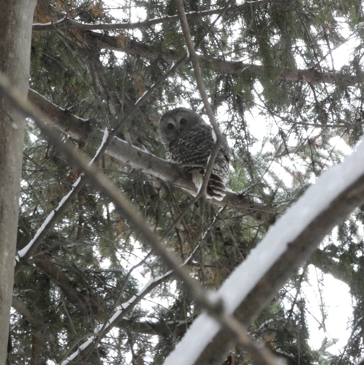 høvdingugle - ML647678369