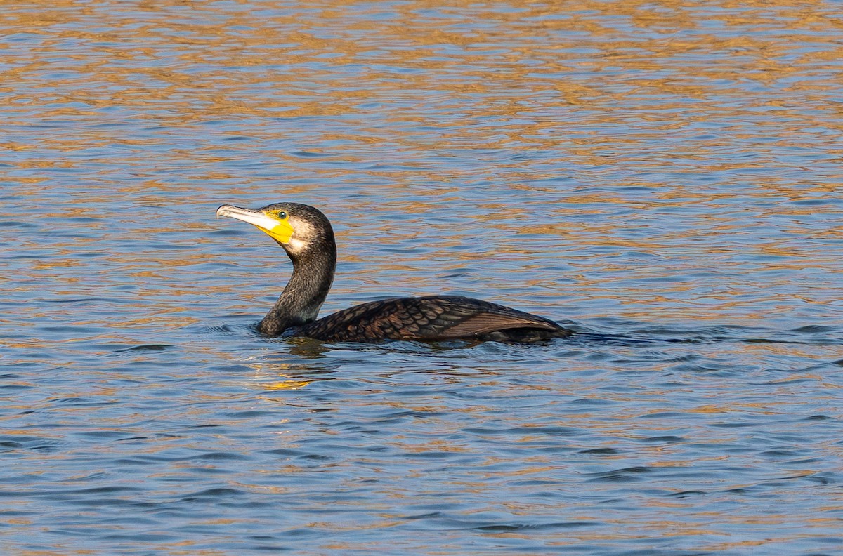 storskarv - ML647678373