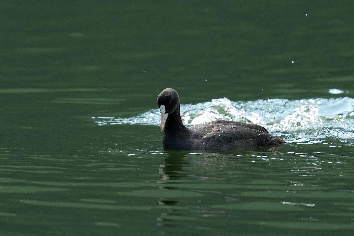 sothøne - ML647678374