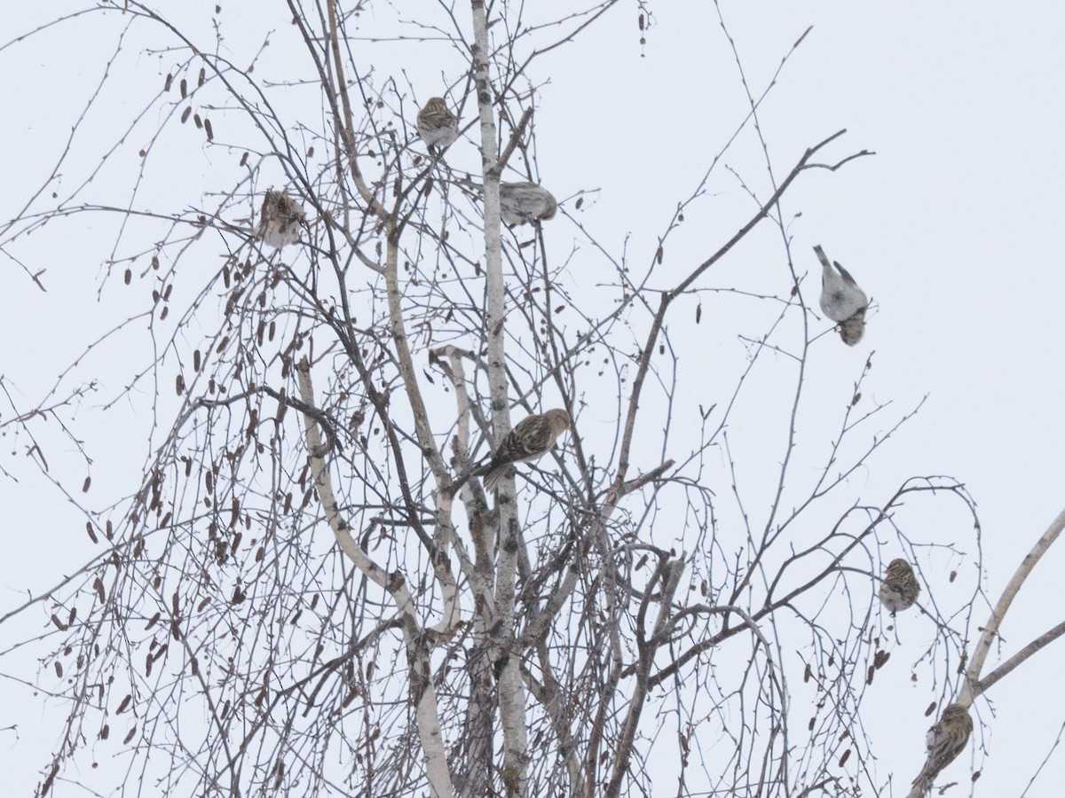 gråsisik (flammea) - ML647678378