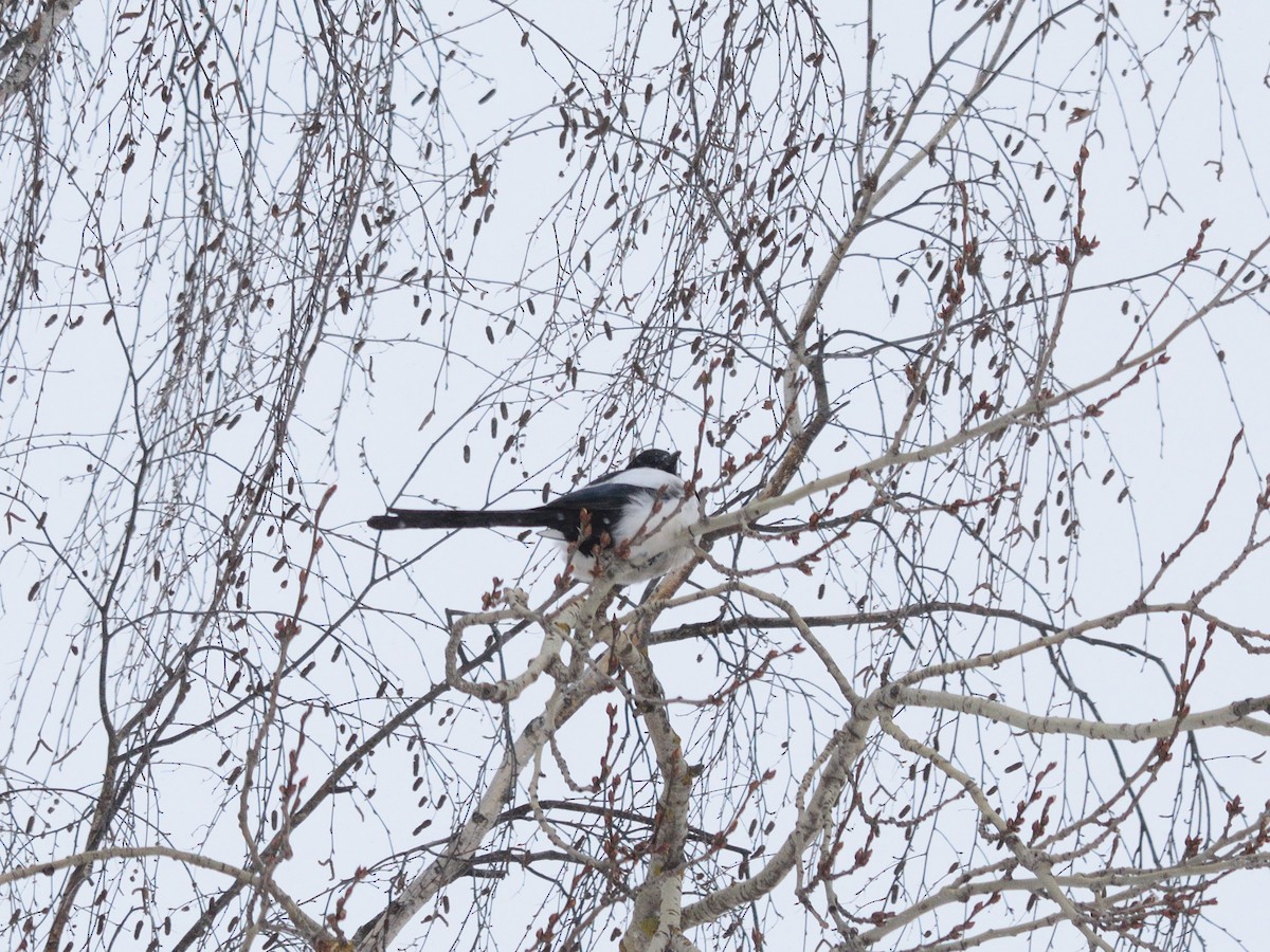 skjære (pica gr.) - ML647678379