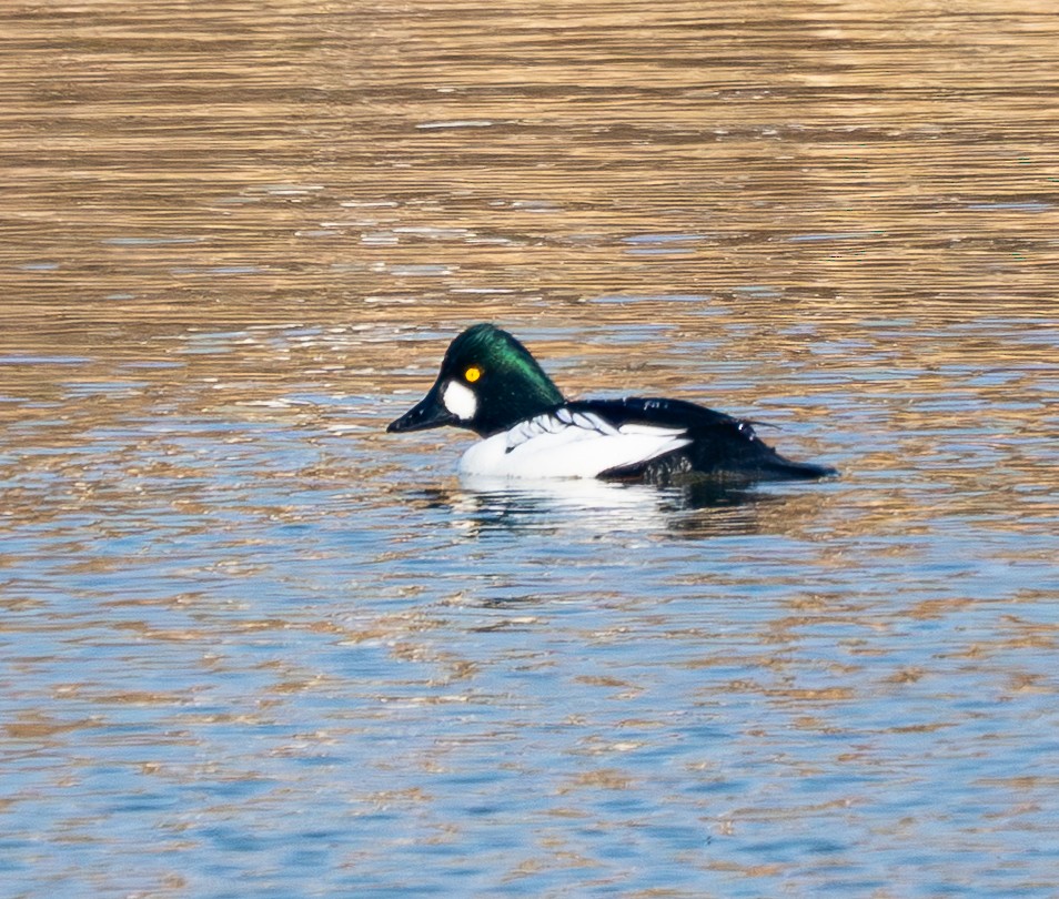 kvinand - ML647678382